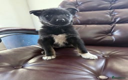 Mixed Breed dogs for sale: beautiful German shepherd x border collie puppies  - Image 5