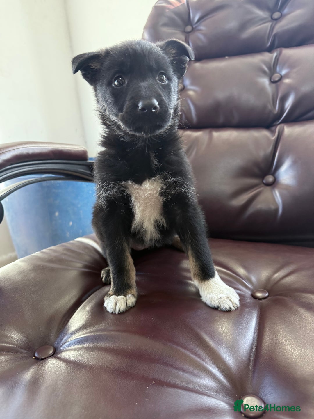 Mixed Breed dogs for sale: beautiful German shepherd x border collie puppies  - Image 5