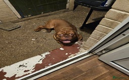 Dogue De Bordeaux dogs for sale: DDB LOOKING FOR A HOME.  - Image 2