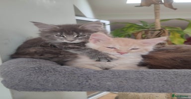 Maine Coon cats - Advert 10