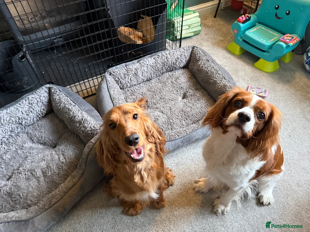 Cavalier King Charles Spaniel dogs for stud: Beautiful Cavalier King Charles Spaniel Stud - Advert 5