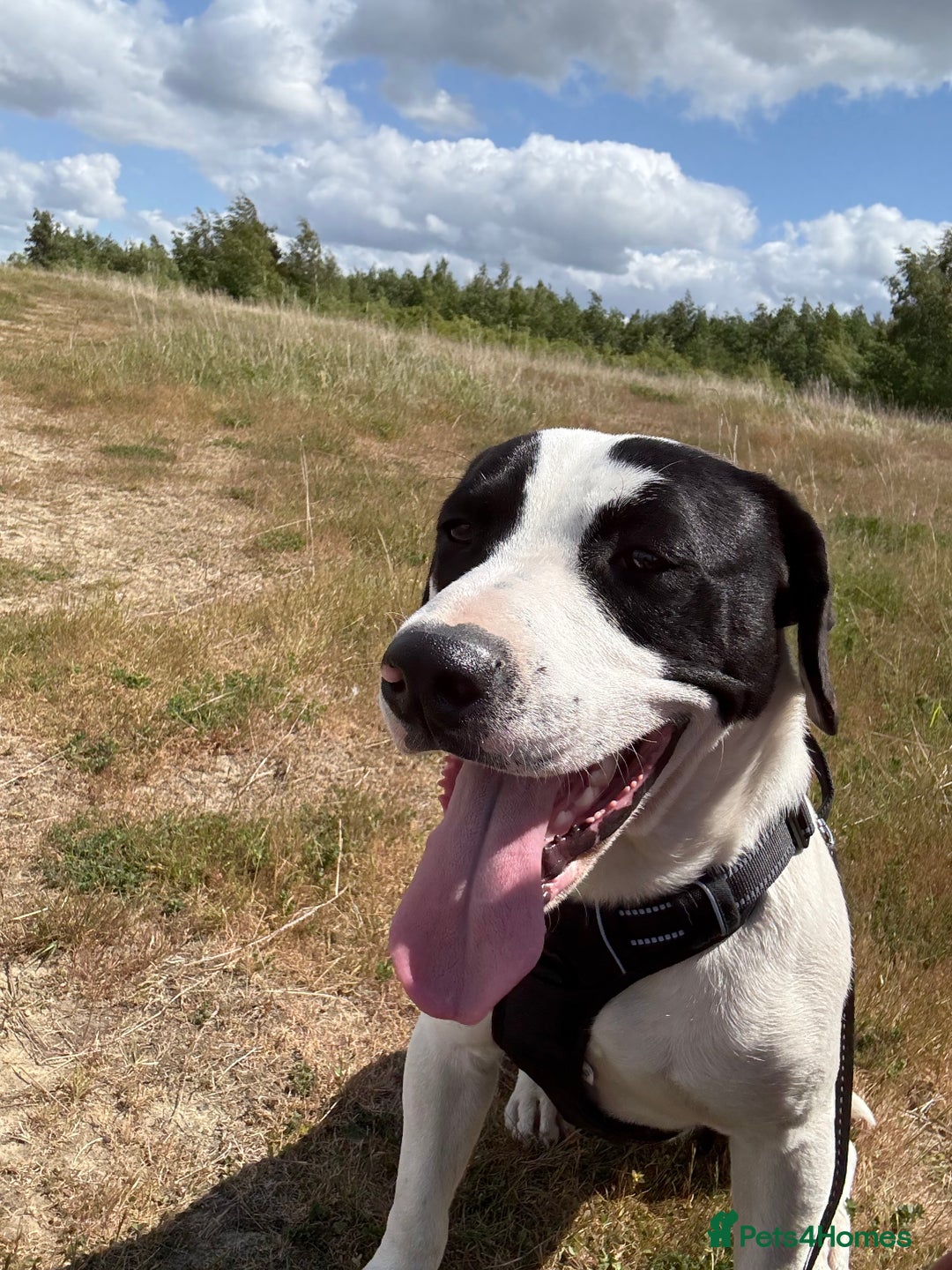 Mixed Breed dogs for sale: Patterdale cross springer cross boxer  - Image 2