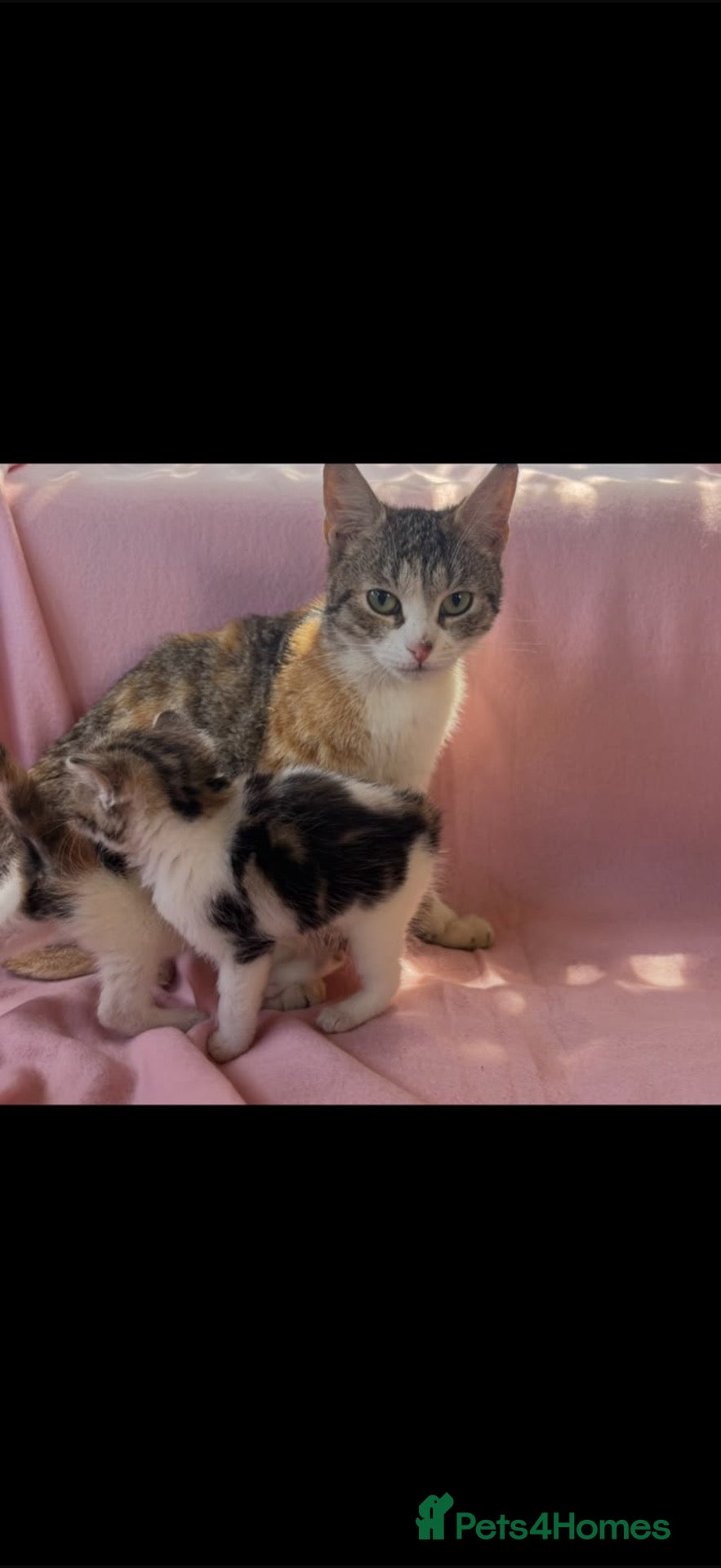Mixed Breed cats Beautiful kittens  - Advert 1