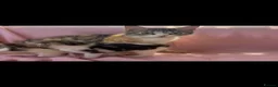 Mixed Breed cats for sale: Beautiful kittens  - Advert 1
