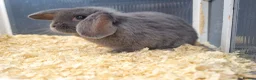 Mini Lop rabbits for sale: Stunning, well-handled Mini Lops in Stanley - Advert 5