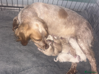 Cockapoo dogs F1 Unique Cockapoo Puppies - Advert 1