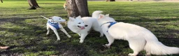 White Swiss Shepherd dogs for sale: KC registerd Well-Trained White Swiss Shepherd - Advert 15