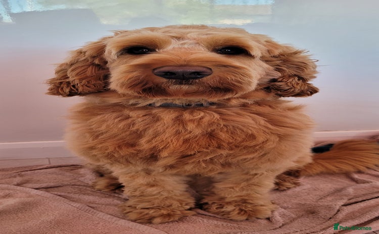 Cockapoo dogs - Advert 6