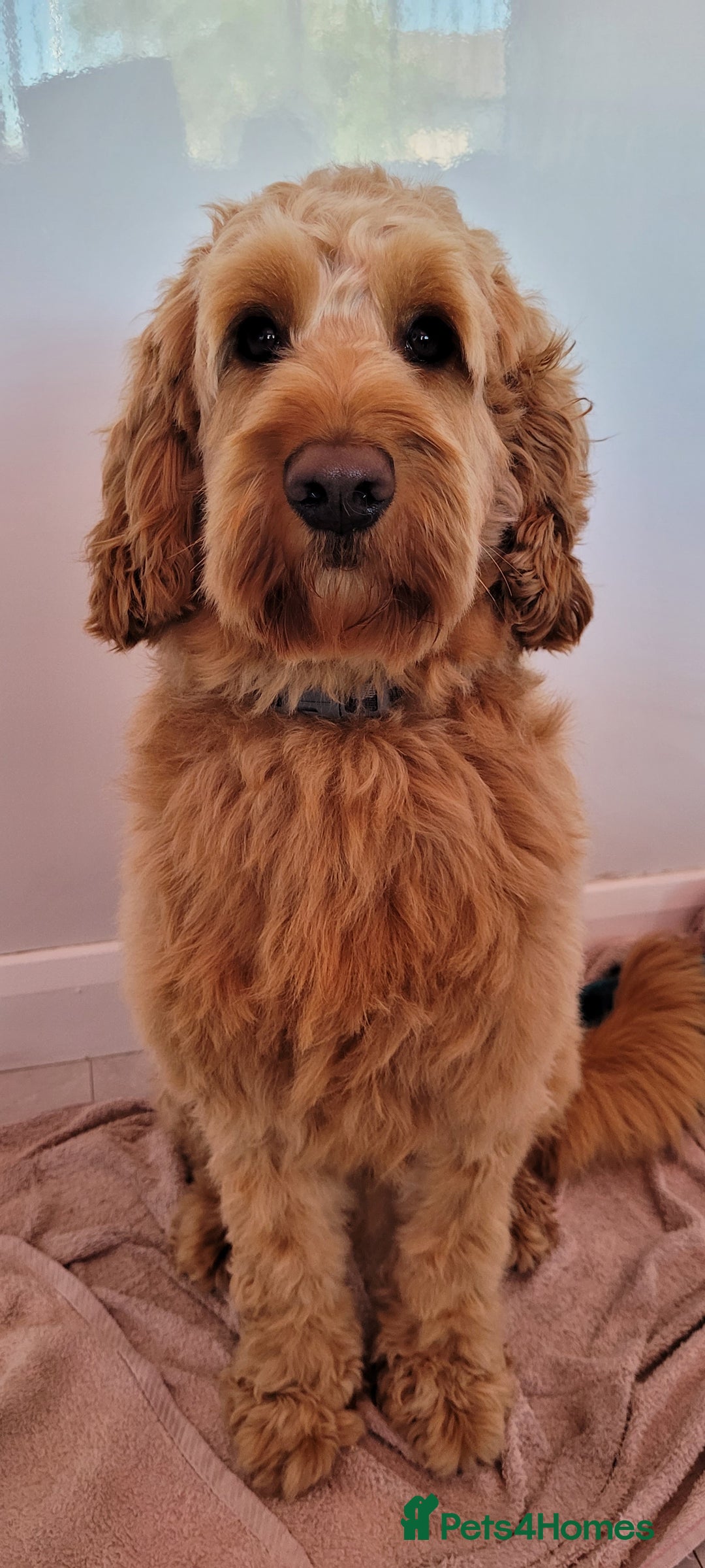 Cockapoo dogs for stud: For stud F2 Cockapoo - Image 1