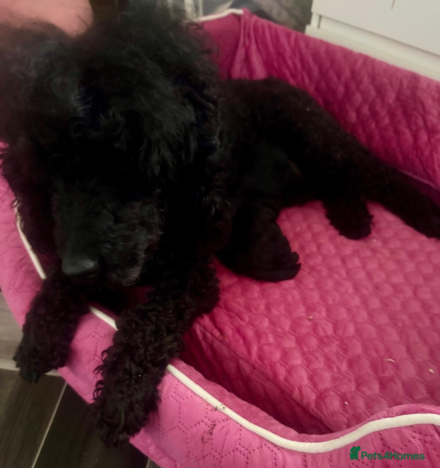 Cavapoo dogs F1 cavapoo  - Advert 1