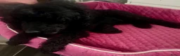 Cavapoo dogs for sale: F1 cavapoo  - Advert 1