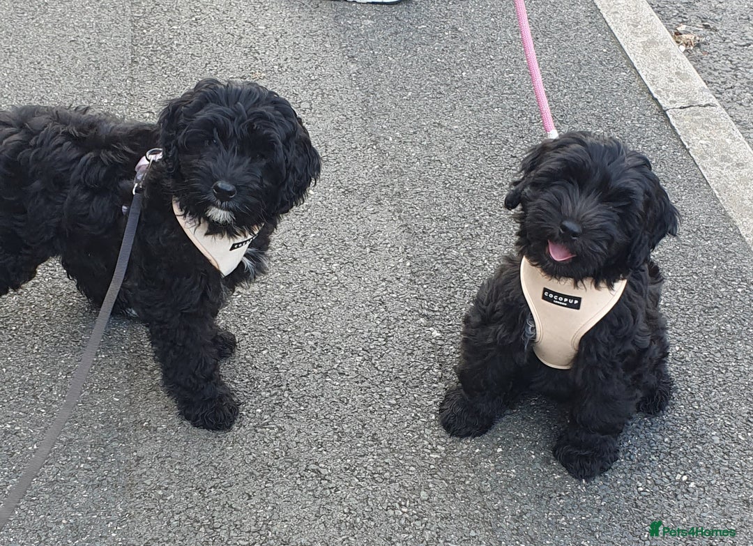 Australian Labradoodle dogs for sale: 2 GIRLS ONLY - Australian Labradoodle puppies - Image 5
