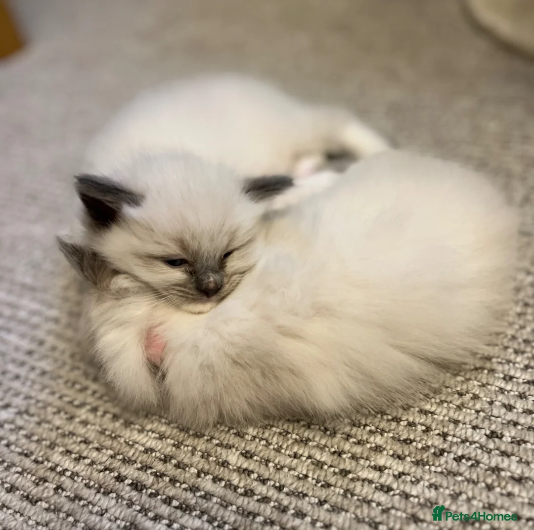 Ragdoll cats for sale: Ragdoll kittens for sale  - Advert 2