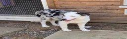 Border Collie dogs for sale: Border Collie- Blue Merle. - Advert 7