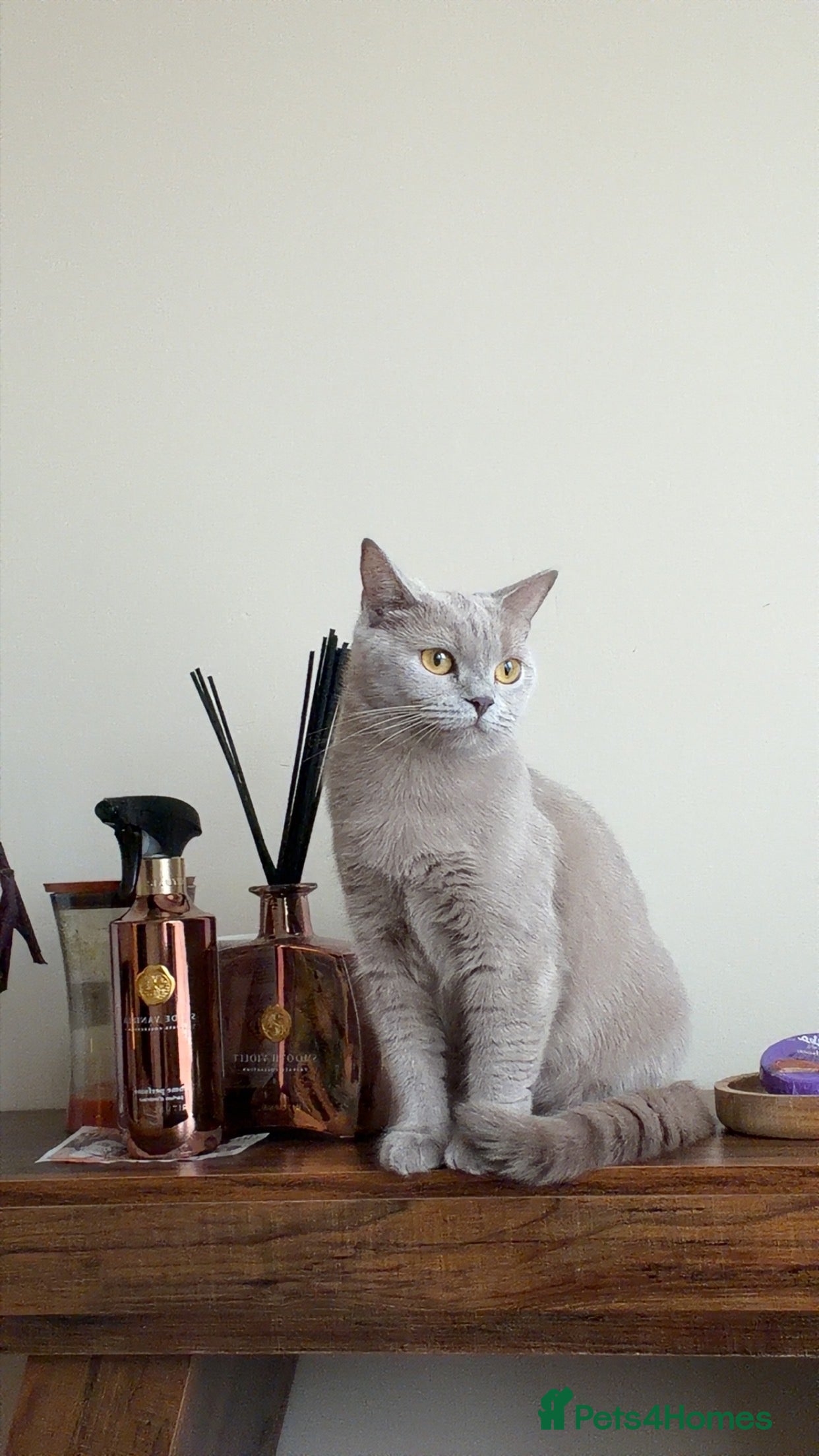 British Shorthair cats Adorable British short hair - Advert 1