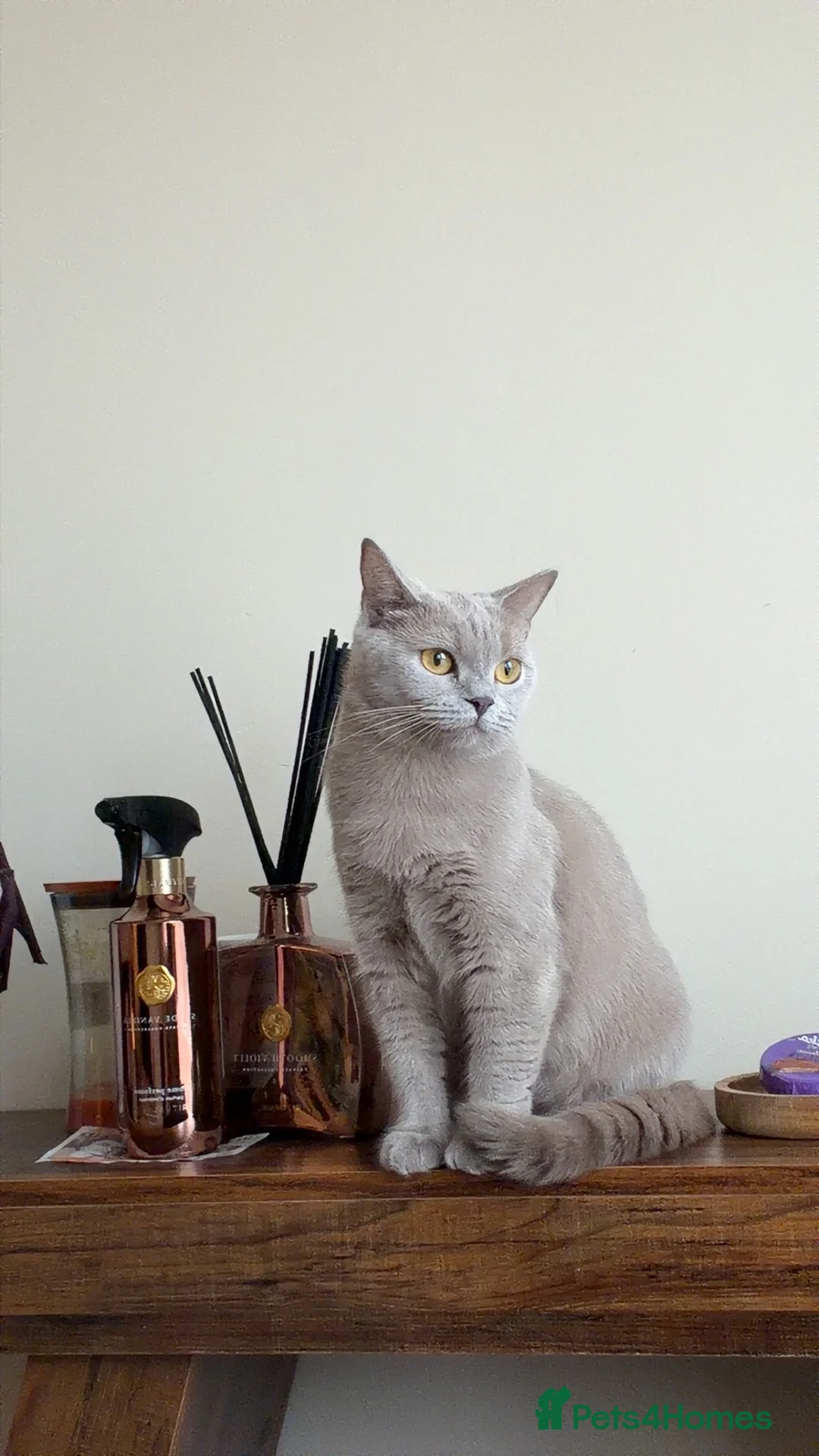 British Shorthair cats for sale: Adorable British short hair - Advert 1
