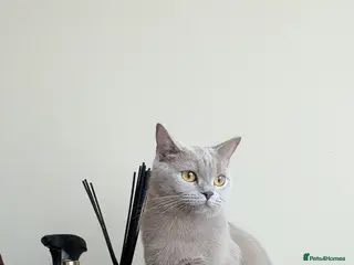 British Shorthair cats Adorable British short hair - Advert 6