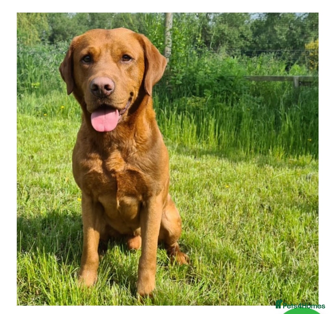 Labrador Retriever dogs for sale: Handsome KC Reg Black Labrador Dog Puppy  - Image 5