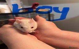 Hamster rodents for sale: baby hamsters  in Bungay - Image 3
