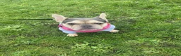 French Bulldog dogs for sale: Lovely Lola  - Advert 7