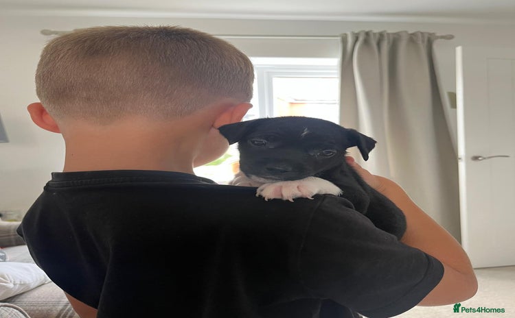 Patterdale Terrier dogs - Advert 1