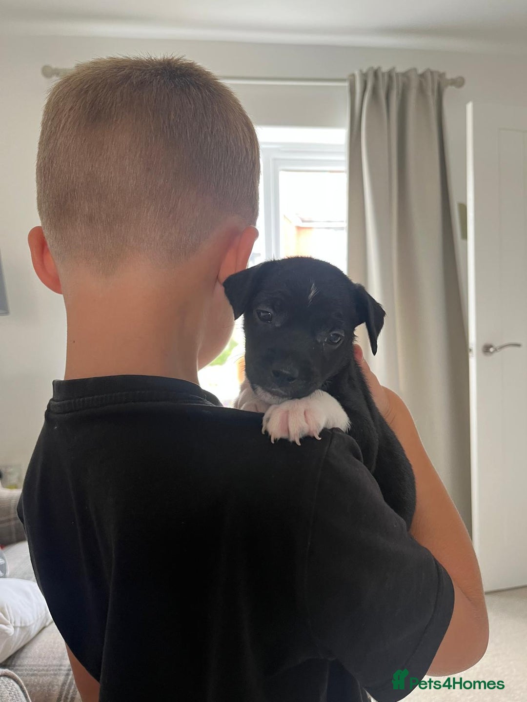 Patterdale Terrier dogs for sale: Patterdale puppies  - Image 1