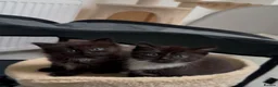 Mixed Breed cats for sale: Black & white kitten in London - Advert 1