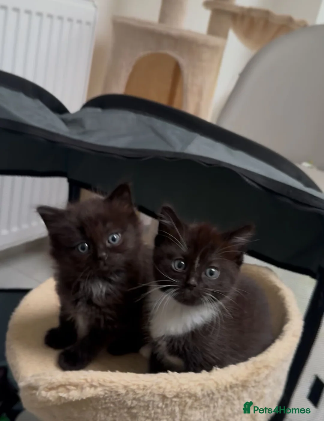 Mixed Breed cats for sale: Black & white kitten in London - Advert 1