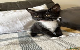 Mixed Breed cats for sale: 3 black and white kittens for sale  - Image 1