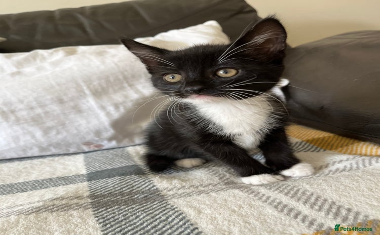 Mixed Breed cats - Advert 13