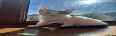 American Shorthair 2