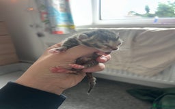 Mixed Breed cats for sale: 2 black & silver (tortoise shell) LEFT  - Image 3