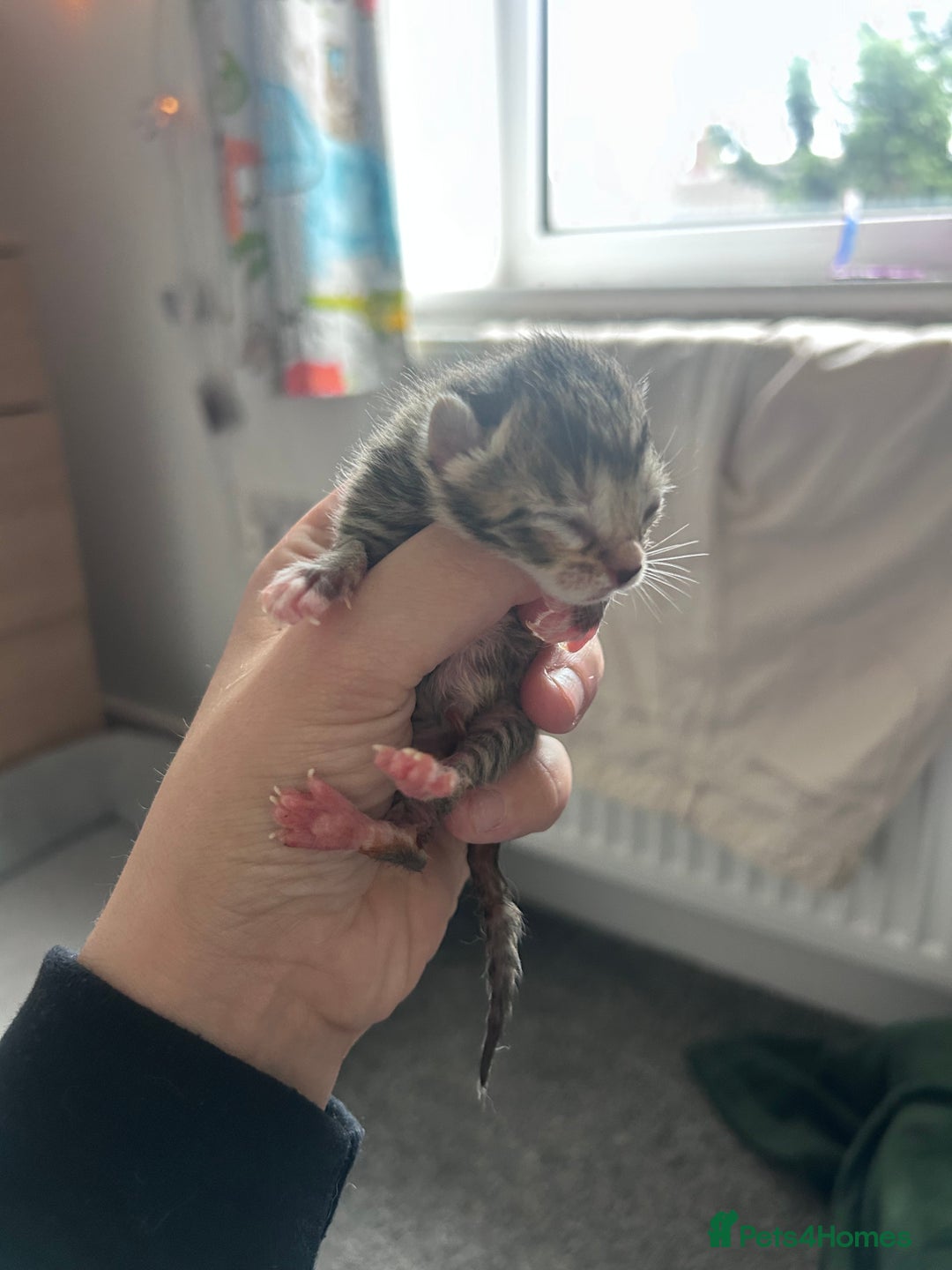 Mixed Breed cats for sale: 2 black & silver (tortoise shell) LEFT  - Image 3