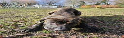 Cane Corso dogs for sale: Male Cane Corso 5 years old  in Farnborough - Advert 4