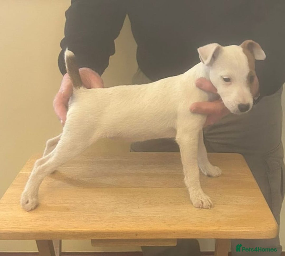 Jack Russell dogs for sale: Jack Russell  puppies - Advert 10