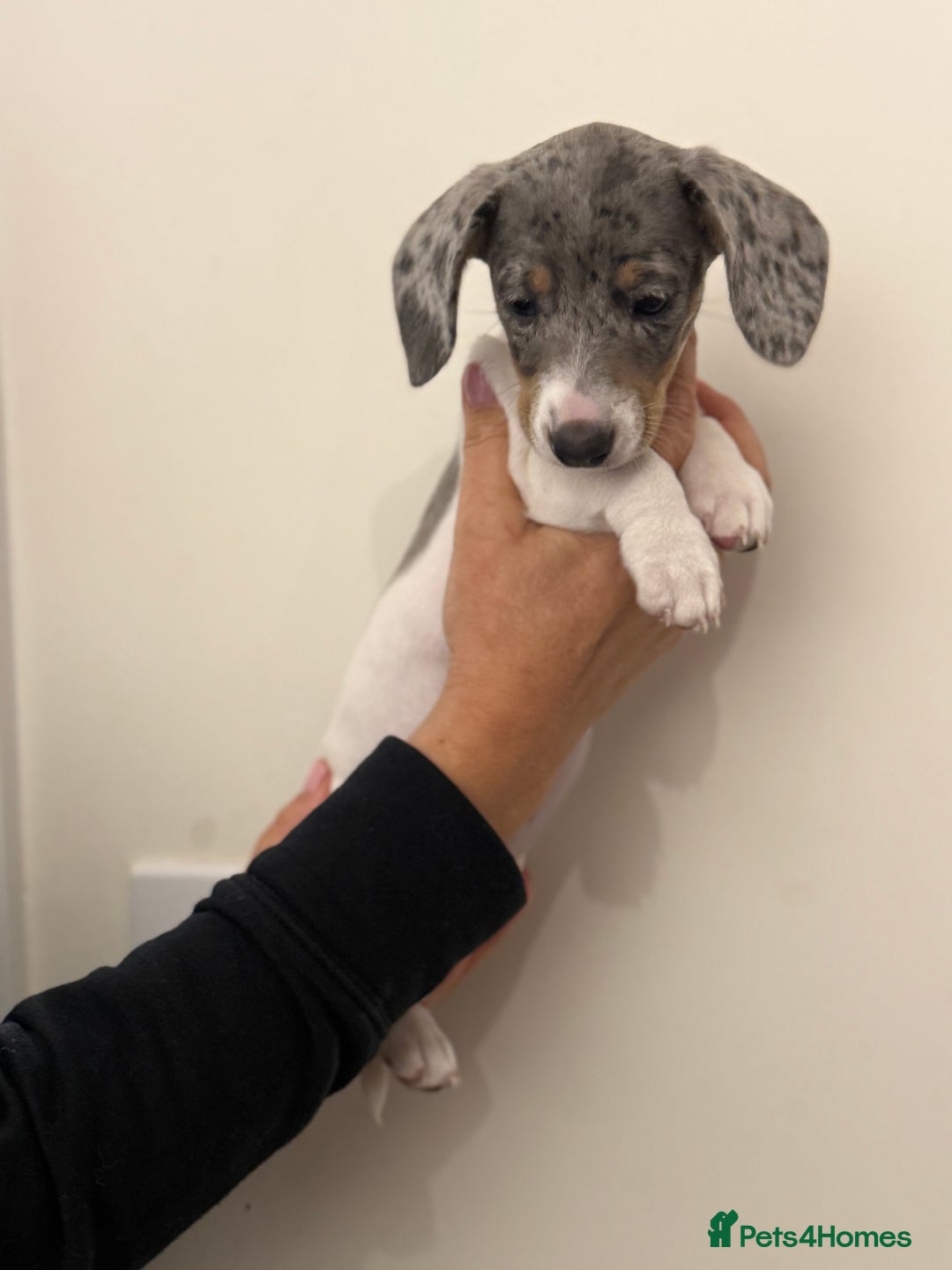 Dachshund dogs for sale: Miniature dachshund pups  - Advert 6