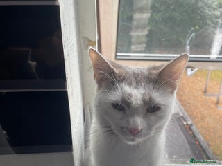 Domestic Shorthair cats - Advert 10