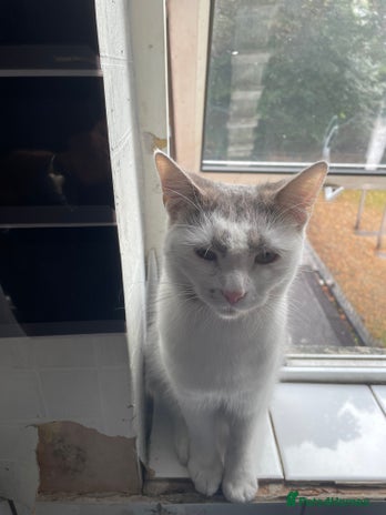 Domestic Shorthair cats - Advert 4