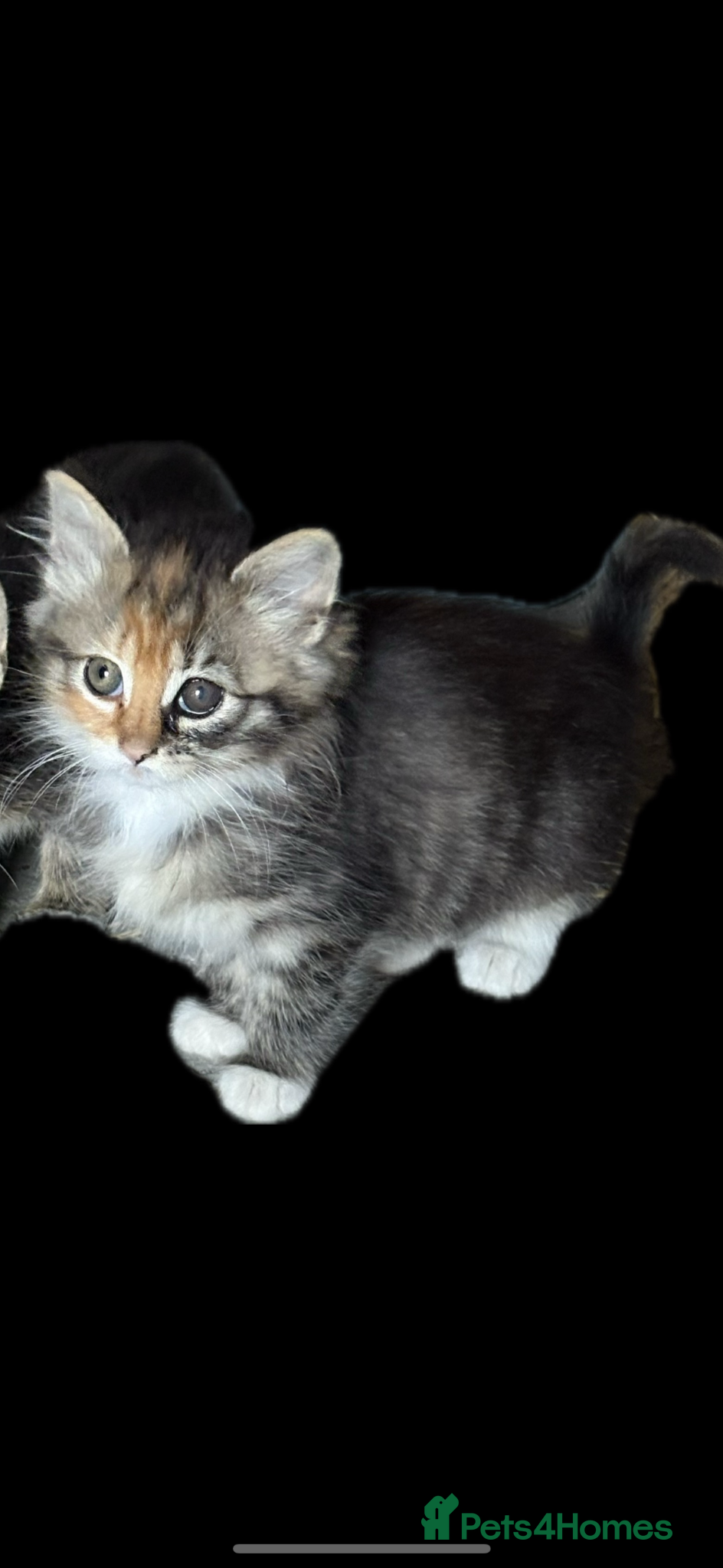 Mixed Breed cats for sale: Farm kittens  - Advert 2