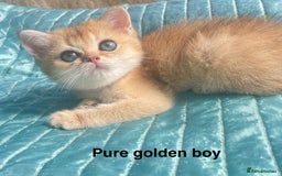 British Shorthair cats for sale: Gorgeous pure breed colour point and golden kitten - Image 11