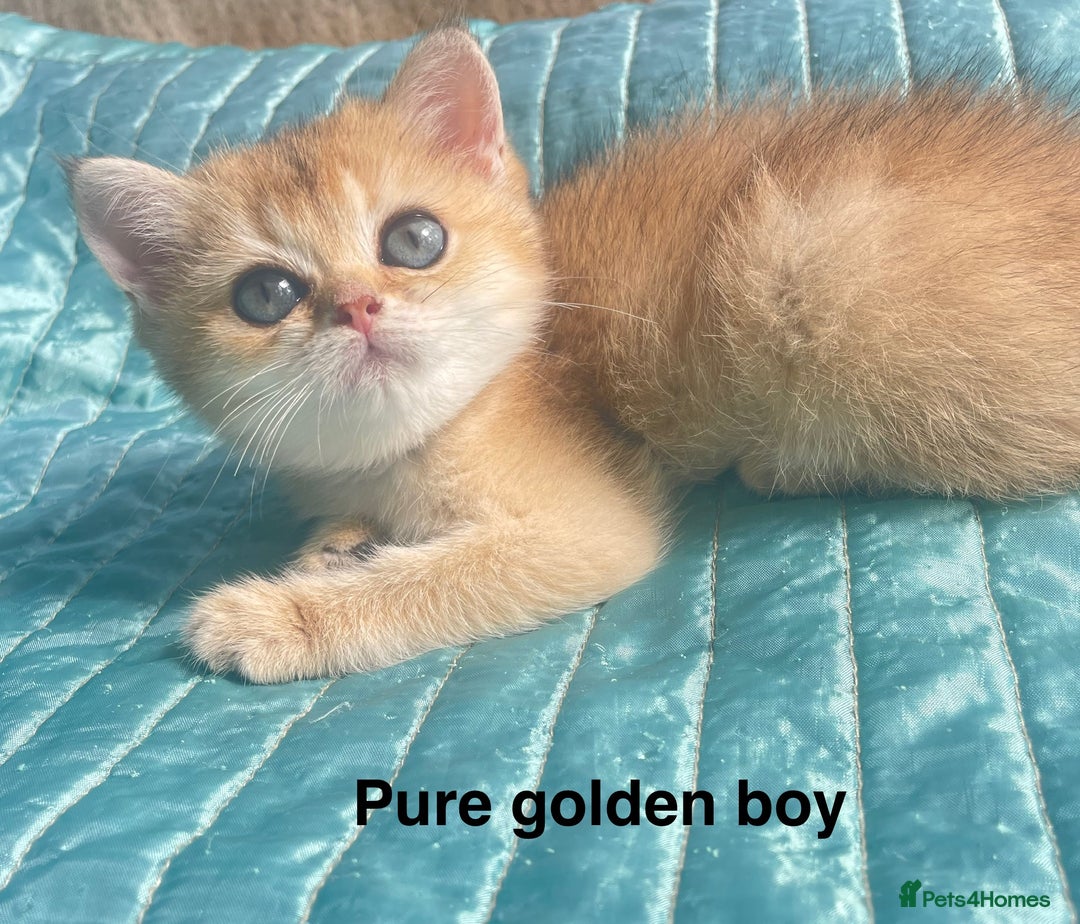 British Shorthair cats for sale: Gorgeous pure breed colour point and golden kitten - Image 11
