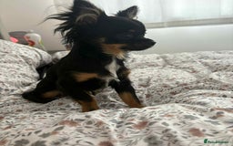Chihuahua dogs for sale: Tiny 1.2 kg female chihuahua  - Image 6