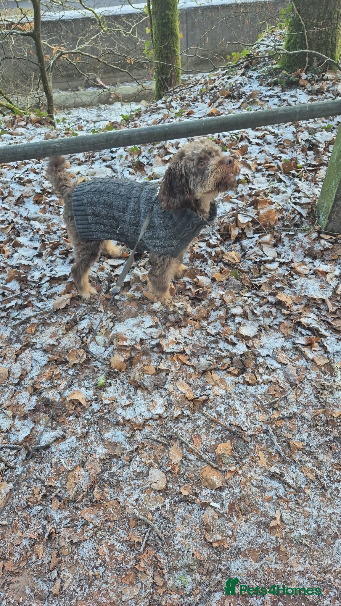 Cockapoo dogs Cockerpoo - Advert 1