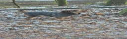 Cockapoo dogs for sale: Cockerpoo in Pontypridd - Advert 1
