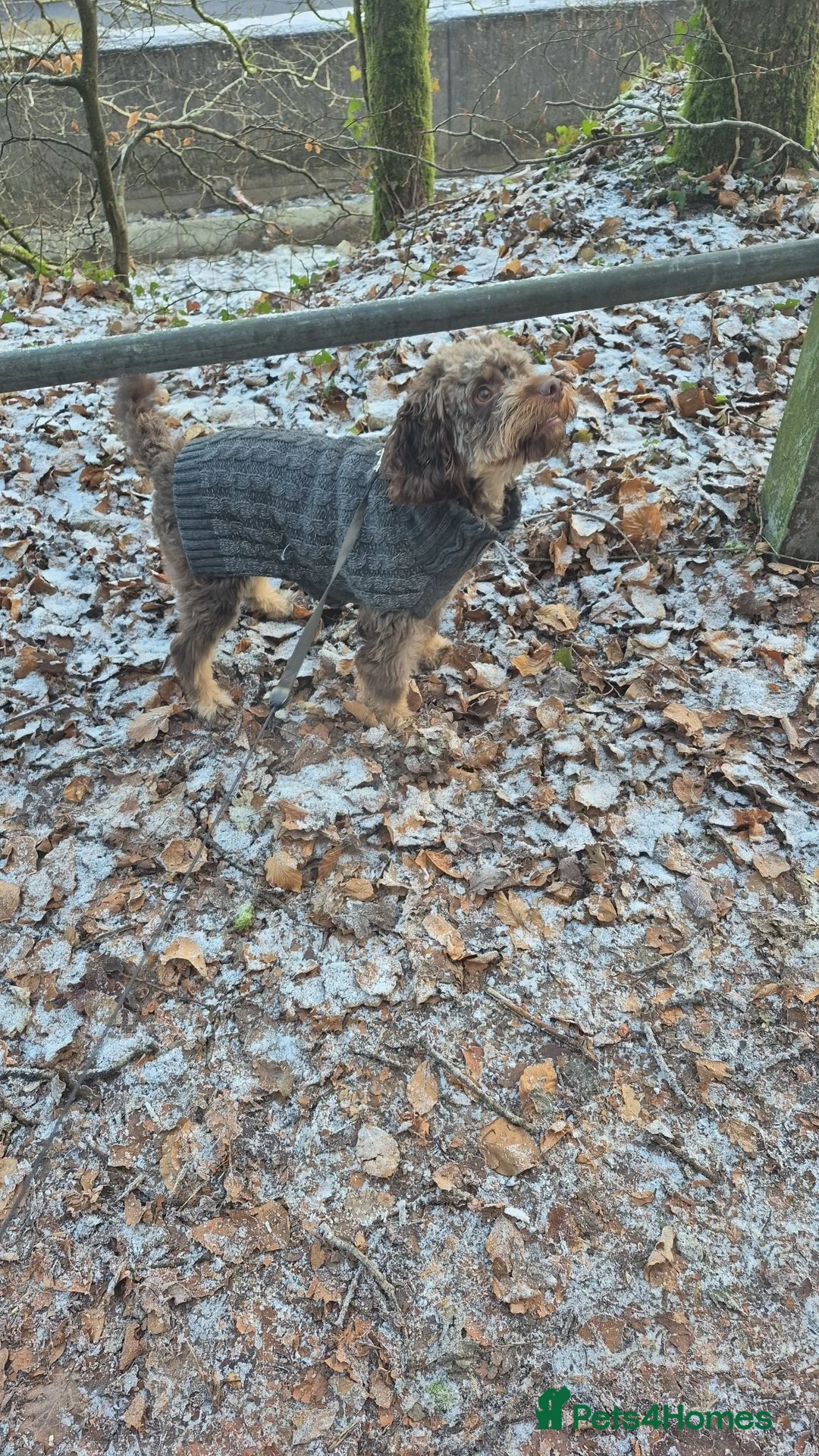 Cockapoo dogs for sale: Cockerpoo in Pontypridd - Advert 1