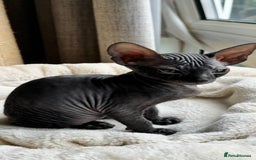 Sphynx cats for sale: Donskoy Sphynx Kittens - Image 2