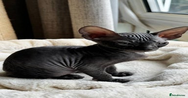 Sphynx cats - Advert 1