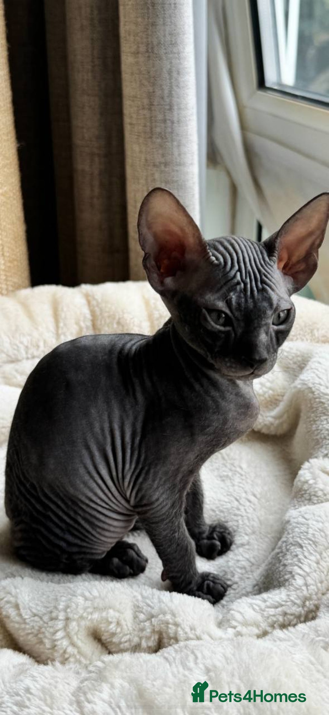 Sphynx cats for sale: Donskoy Sphynx Kittens - Image 2