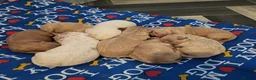 Cockapoo dogs for sale: Beautiful F1B toy cockapoos  in Leeds - Advert 1