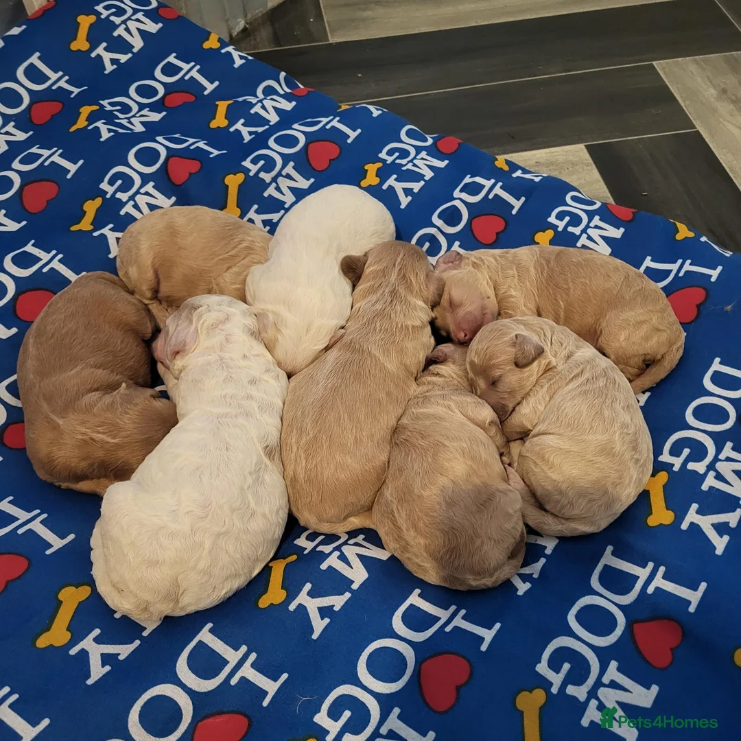 Cockapoo dogs for sale: Beautiful F1B toy cockapoos  in Leeds - Advert 1